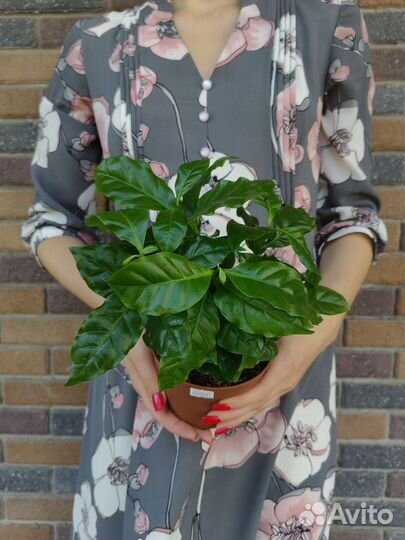 Кофе арабика