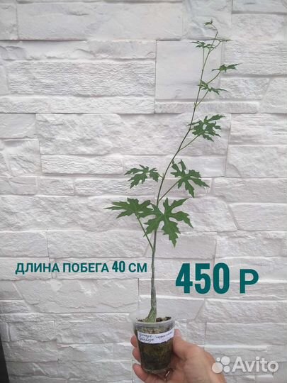 Циссус тубероза каудексный суккулент