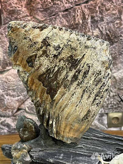 Палеонтология. Авторская работа. Зуб мамонта