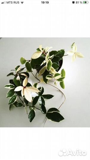 Хойя Кримсон Квин (отросток)