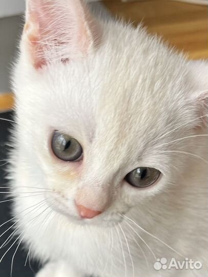 Кошка Бурмилла