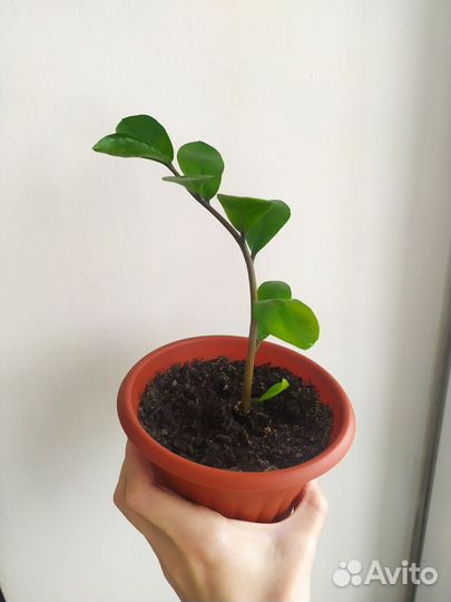 Замиокулькас замиелистный