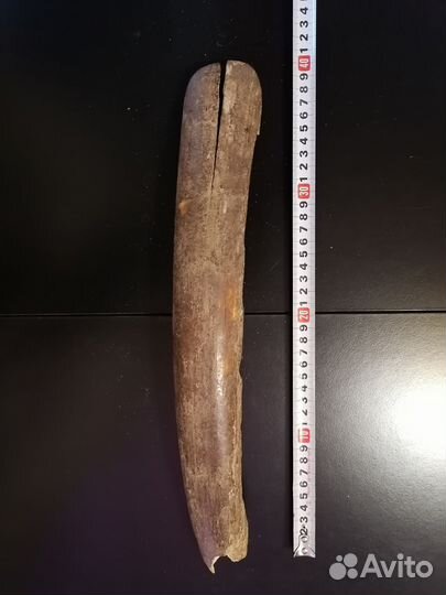 Бивень мамонта