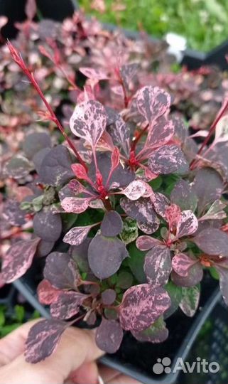 Барбарис Арлекин