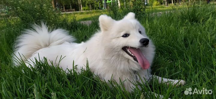 Японский шпиц