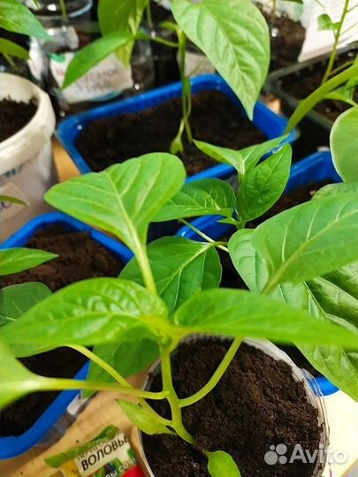 Рассада томата
