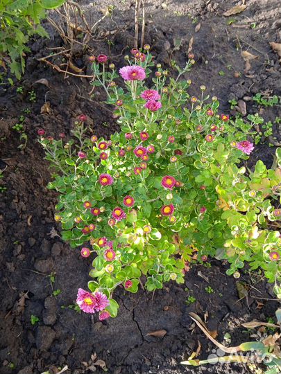 Цветы для сада