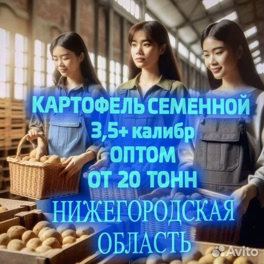 Семенной картофель оптом. Нижний Новогород