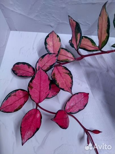 Хойя карноза триколор