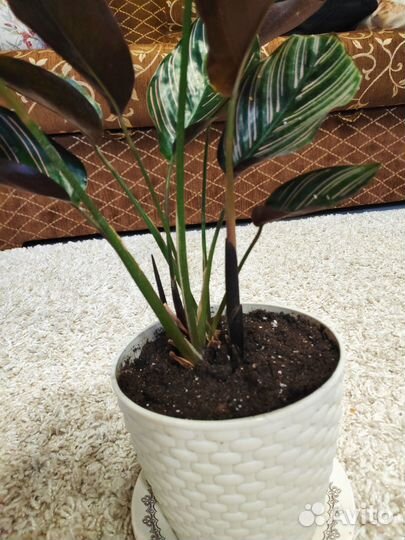 Калатея сандериана