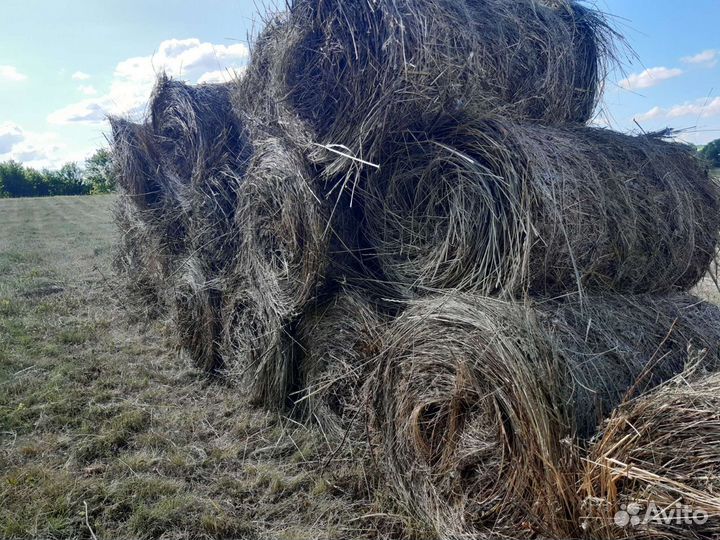 Сено луговое