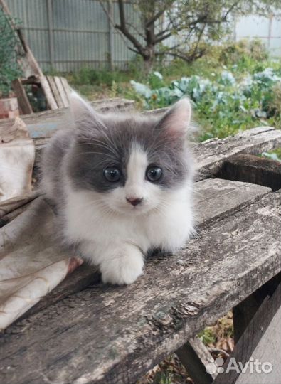 Отдаём котят