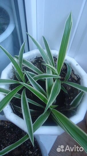 Цветы комнатные разные с горшком