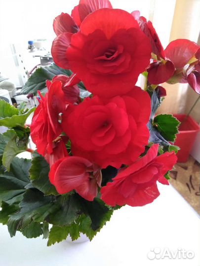 Бегония элатиор красная, глоксинии