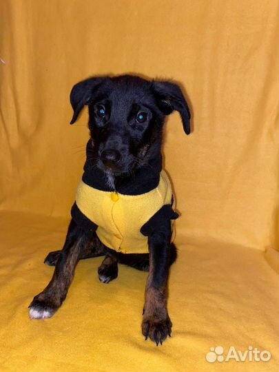 Щенок Билайн