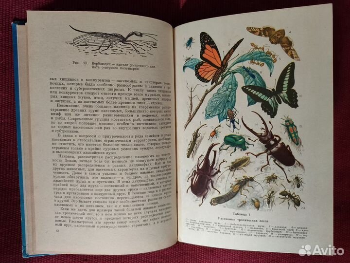 В мире насекомых