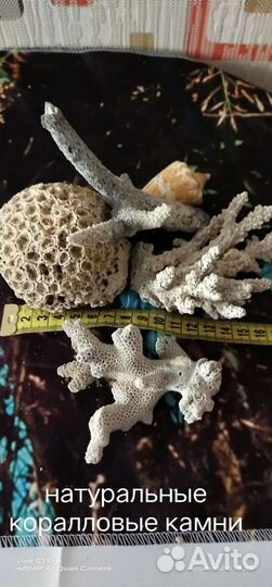Камни коралловые натуральные, раковины морские