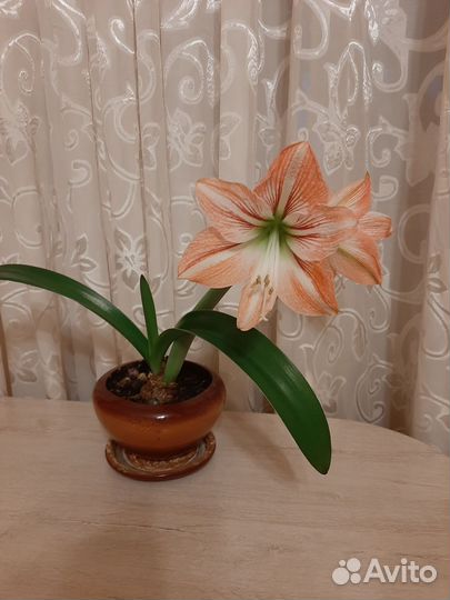 Гиппеаструм