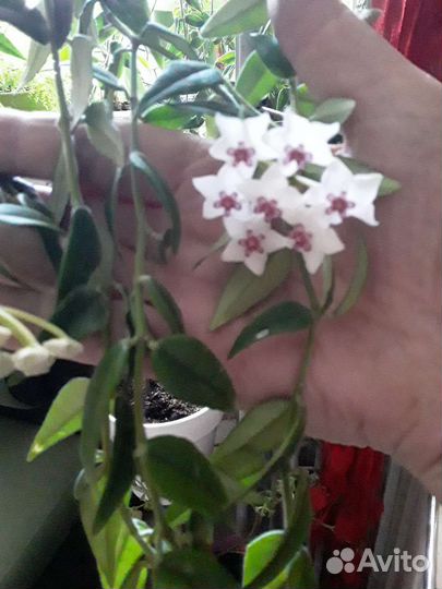 Хойя белла цветущая ампельная