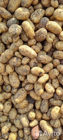 Картофель крупный продовольственный