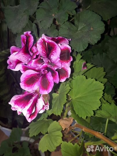 Герань пеларгония королевская