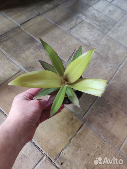 Традесканция