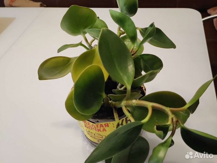 Дендробиум