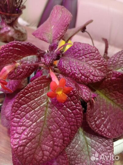 Эписции много сортов