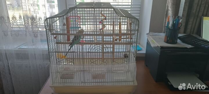 Волнистый попугай с клеткой