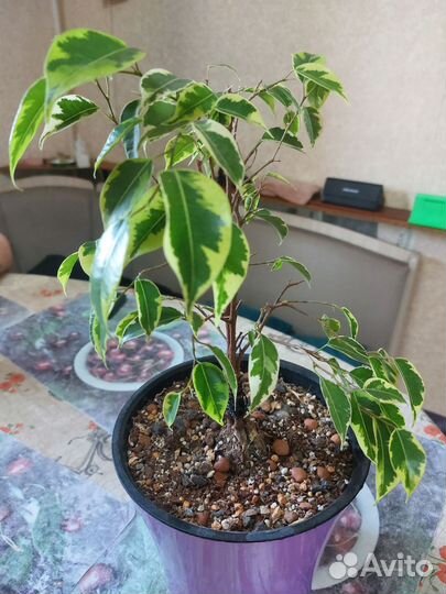 Фикус бенджамина пестролистный