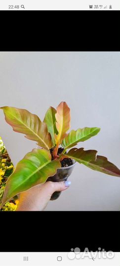 Филодендрон Серратум Оранж