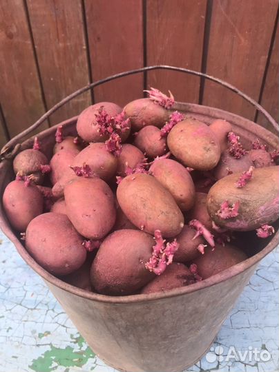 Семенной картофель