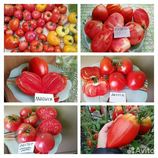 Томаты сортовые красные, семена