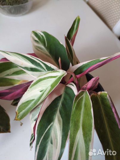 Строманта Triostar