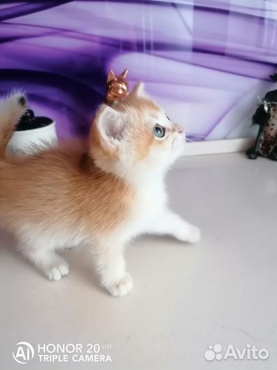 Котики пу 12