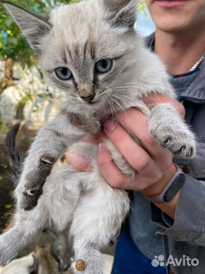Котята кошка котенок