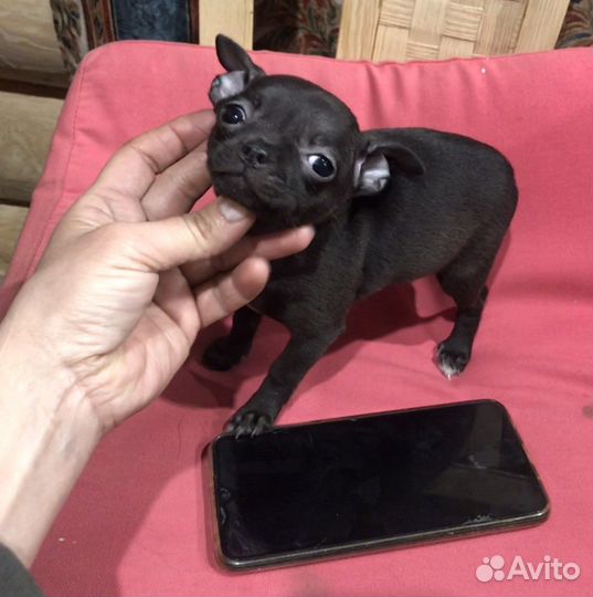 Чихуахуа mini девочка Ежевичкв