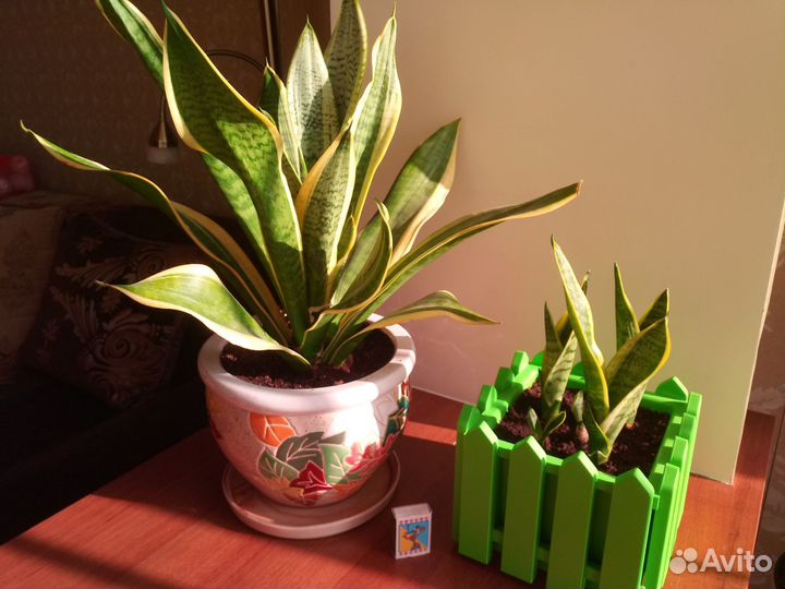 Сансевиерия сортовая