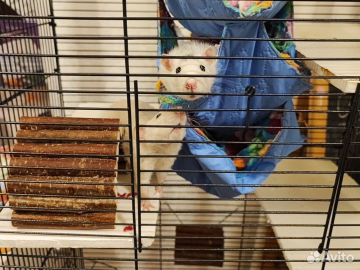 Крысы с клеткой