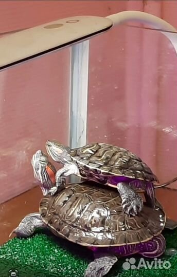 Красноухая черепаха