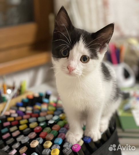 Котенок в дар бесплатно
