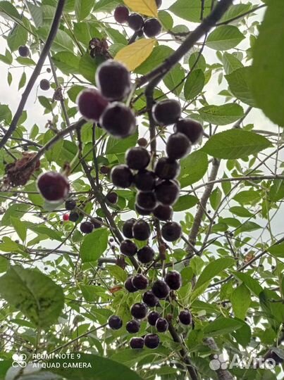 Продам вишню и смородину