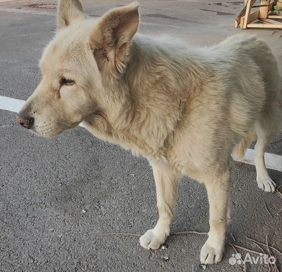 Собака в добрые руки