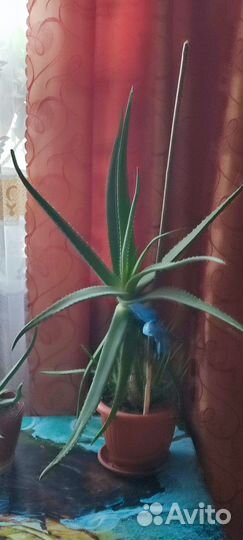 Алоэ/ Алоэ Вера/ Столетник