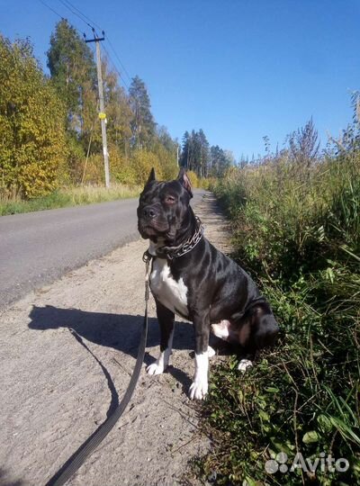 Передержка собак