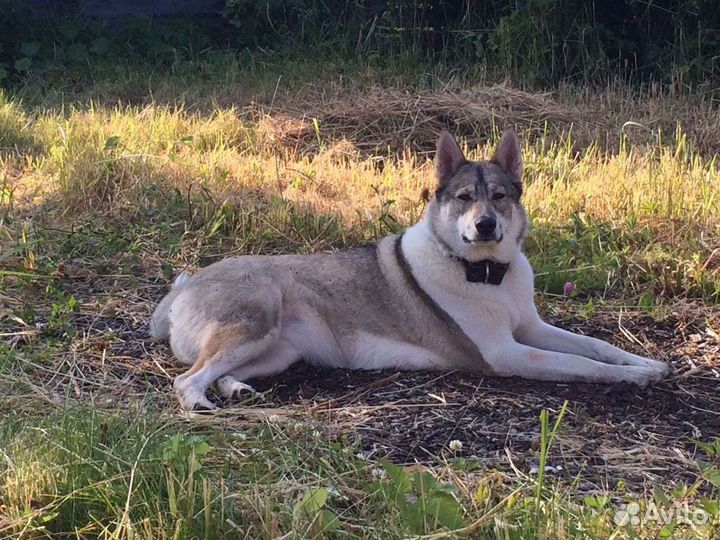 Щенки западно сибирской лайки