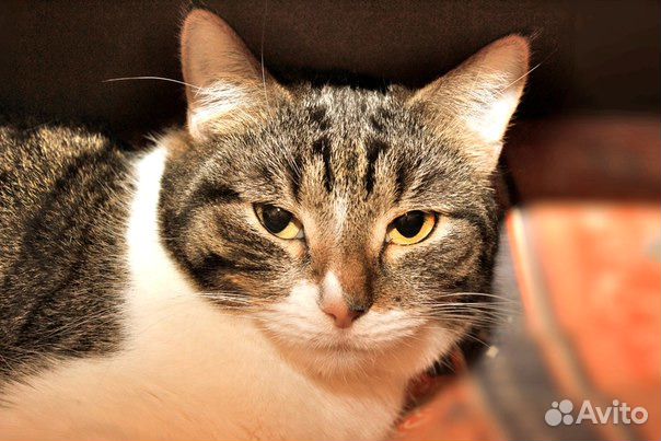 Добрая Мини