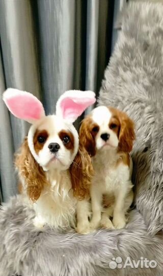 Инструктор по вязке собак