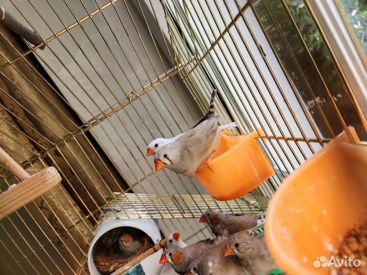 Зебровые амадины