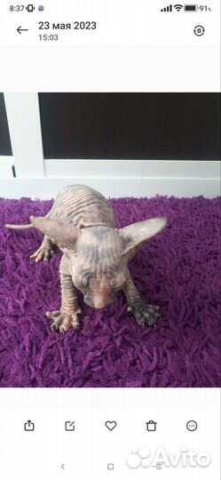 Донской сфинкс